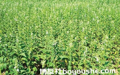 曼德勒省皎栖县区规划种植油料作物1万多英亩